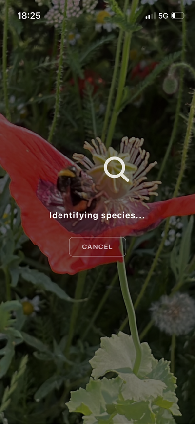 The Animalis camera identifying a bumblebee on a poppy